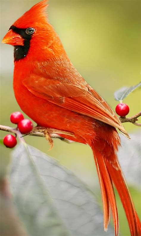 Red Cardinal Bird Is Sitting On Red Berry Tree Branch 4k 5k Hd Birds