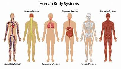 Human Body Systems Vector System Vectors Graphics