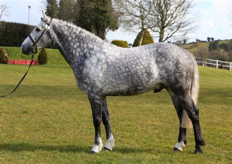 Ballylarkin Silver Irish Draught Irish Sport Horse Horse Coloring