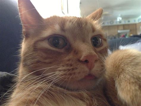 Cats Taking Selfies Really Funny Pictures Collection On