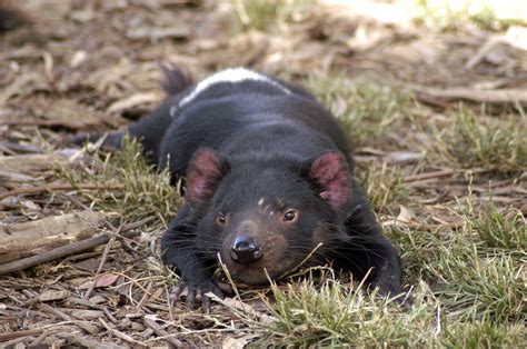 Tasmanian Devils Will Rare Infectious Cancer Lead To Their Extinction