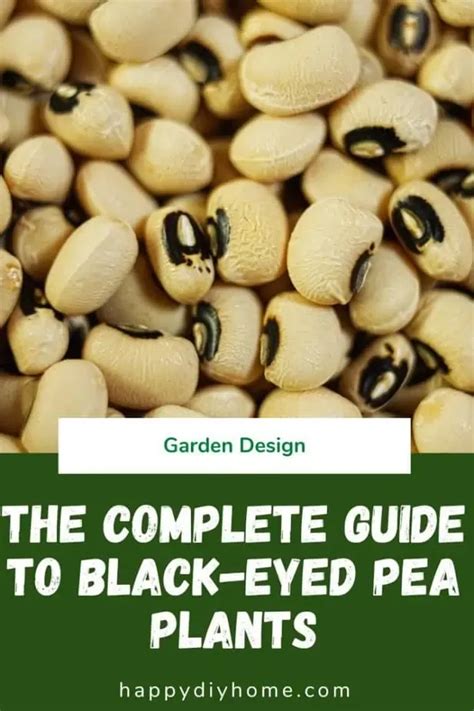 How To Grow Black Eyed Pea Plants Happy Diy Home