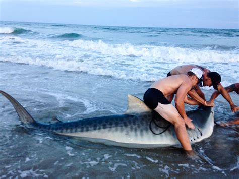 monster tiger shark caught at north topsail beach