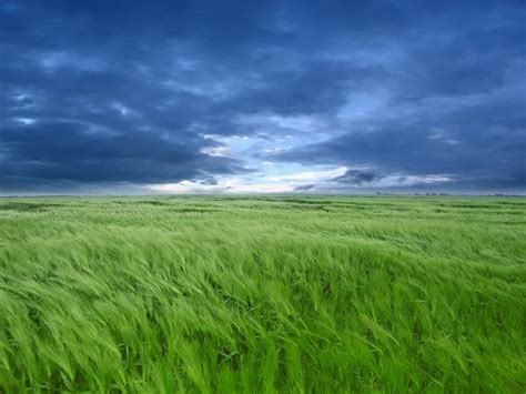 Beautiful Nature Pictures Wavy Grass
