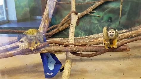 Kczoo Squirrel Monkeys With Royals Enrichment Youtube