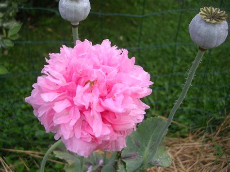 How To Grow Poppies Growing And Caring For Poppies