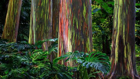 Rainbow Eucalyptus Trees Along The Hana Highway Maui Hawaii Bing