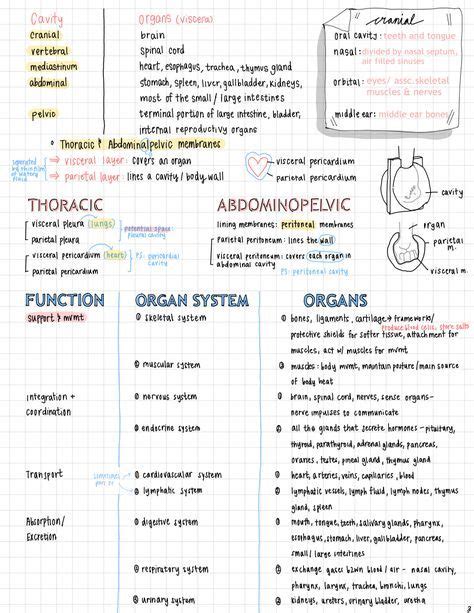 Anatomy And Physiology 1 Notes Claytonminnorris
