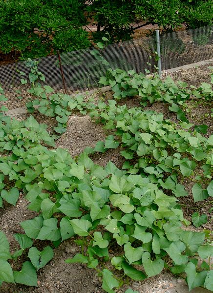 Plant Sweet Potatoes How To Grow Sweet Potatoes