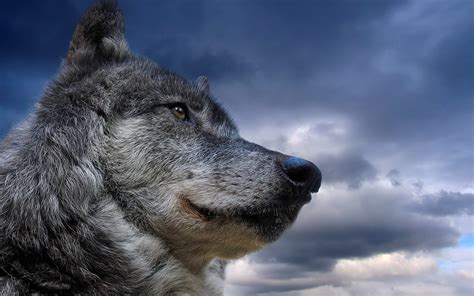 Wolf Nature Animals Wallpapers Hd Desktop And Mobile