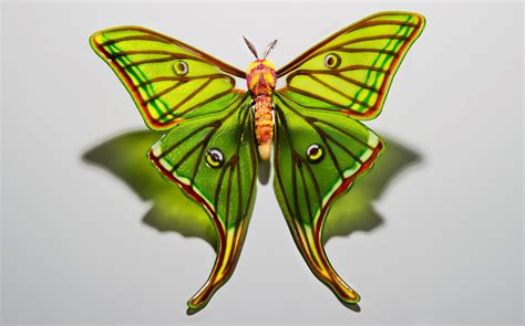 Rare And Endangered Butterfly Species Recreated In Glass By Laura Hart