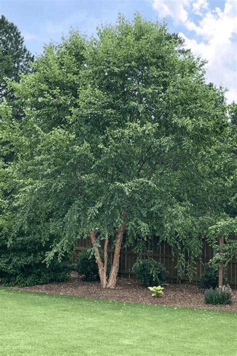 Fast Growing Privacy Trees Privacy Landscaping Easy Landscaping