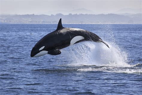 A Whale With Words Orca Mimics Human Speech Science And Tech The
