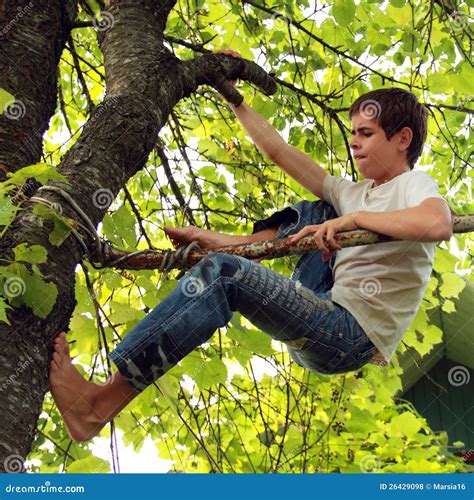 Climb A Tree Stock Photo Image Of Child Active Development 26429098