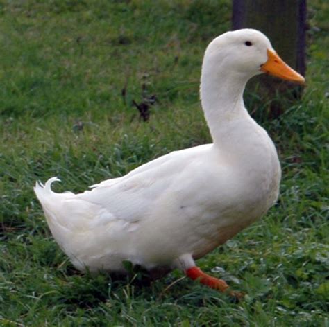 Lol @whereflowersbloom @ravenfan1242 said you'd enjoy this meme so i had to send it your way xd. This is a duck. No meme. Just a Duck! : PewdiepieSubmissions