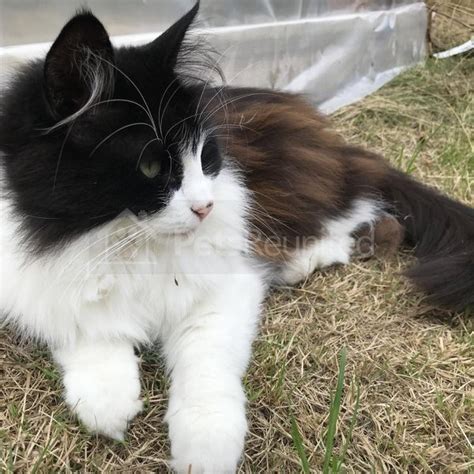 Lost Cat Black And White Norwegian Forest Cat Called Minnie