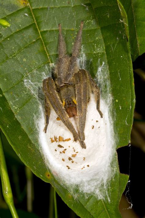 Brazilian Wandering Spiders Bites And Other Facts Brazilian Wandering