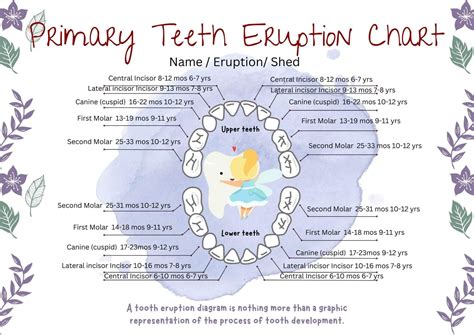 Tooth Eruption Chart And Timeline For Primary And Permanent Teeth