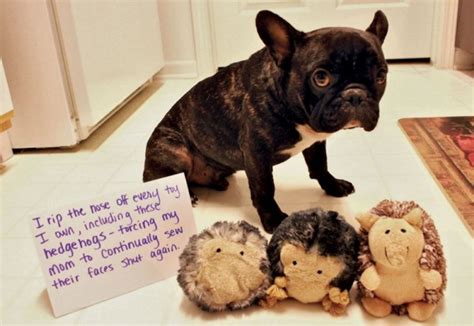 Ten Of The Very Best Examples Of Dog Shaming Youll Ever See