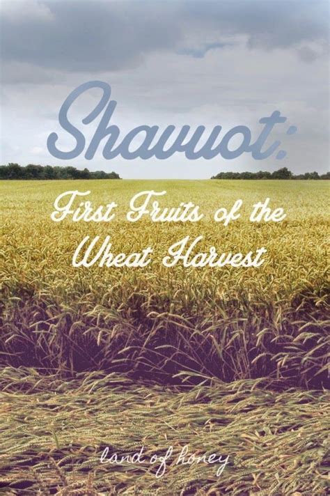Shavuot First Fruits Of Wheat Shavuot Feasts Of The Lord Feast Of