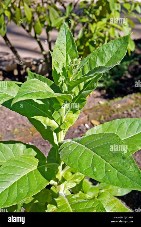 Tobacco Plant Nicotiana Tabacum On Garden Stock Photo Alamy