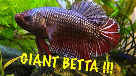 Largest Betta Fish In The World Photos All Recommendation