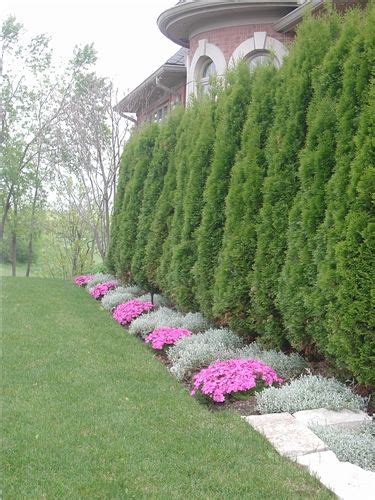arborvitae landscaping landscaping along fence backyard fences garden fencing lawn and
