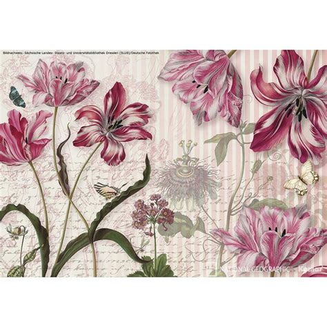 Shop Brewster Wallcovering Komar Floral Murals At