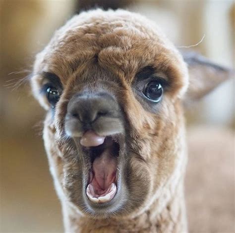 Llama Farm On Instagram “👍wow Ahhhhhhh 😲 🔹 🔹 🔹 🔹 🔹 Follow Us By