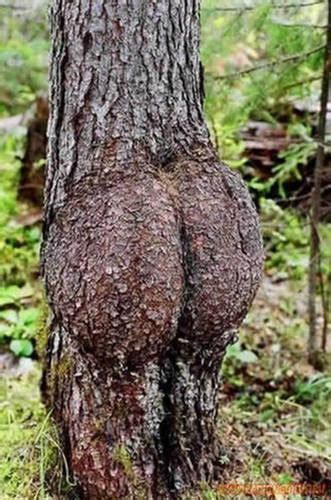 Unbelievable Most Strange Trees In The World Moco Choco