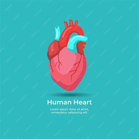 Coeur Humain Cardiologie Anatomie Concept Vecteur Dessin Animé