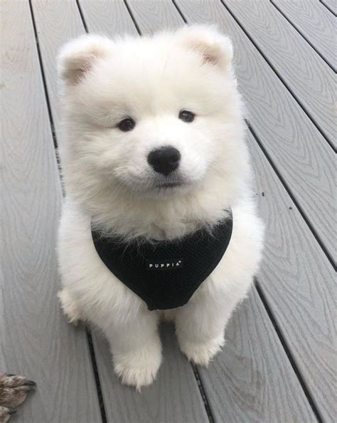 🌺 รับจ้างแพ็คฟิค📦📚 Massagerdjm ทวิตเตอร์ Samoyed Puppy Cute