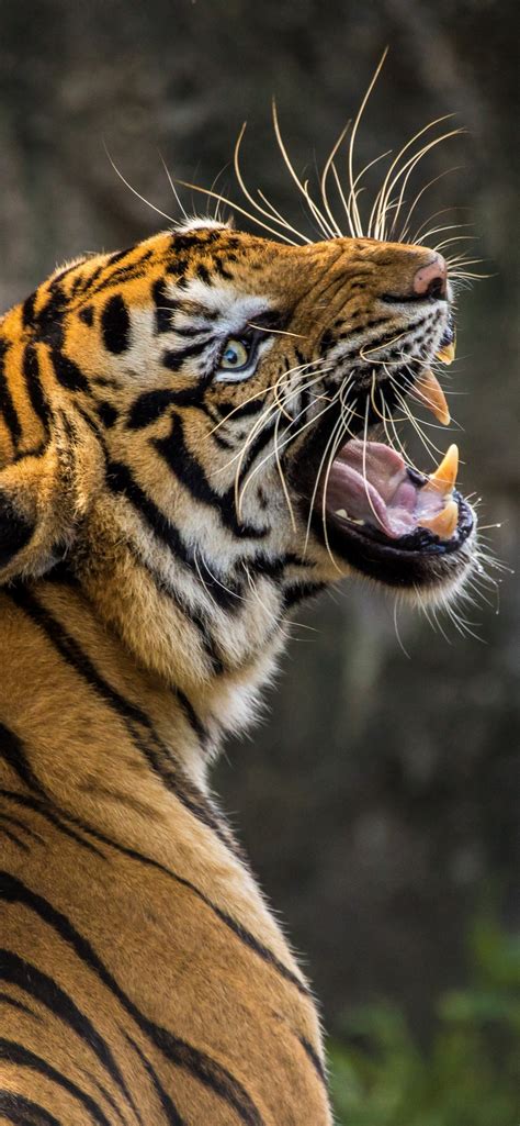 Tiger 4K Wallpaper, Roaring, Big cat, Wild animal, Predator, Closeup 