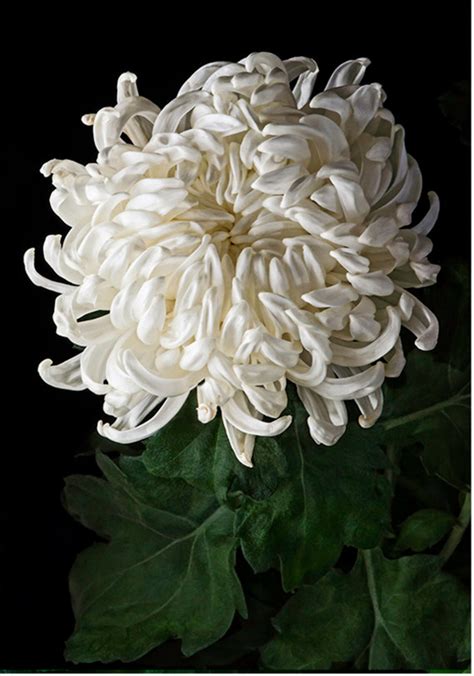 White Fuji Mums 1404 Fine Art Flower Photography Giclée Etsy