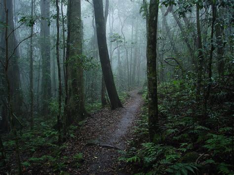 Misty Forest After The Rain Lamington National Park Flickr