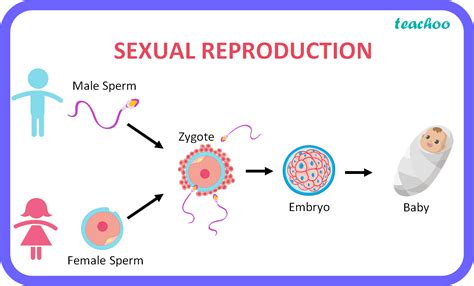 How Do Organism Reproduce Sexual Reproduction Class Th English My XXX