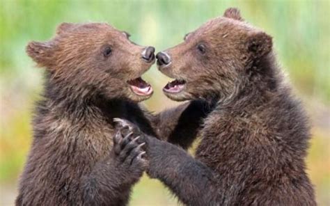Funny Wildlife Brown Bear Cubs Sparring At Lake Clark National