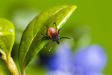 Up To 450000 Americans May Have Been Affected By Tick Bite Meat