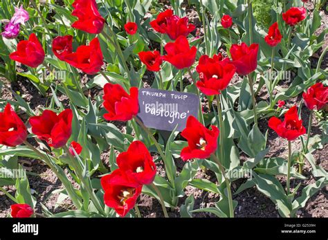 Red Triumph Tulip Bastogne Brooklyn Botanic Garden New York Usa