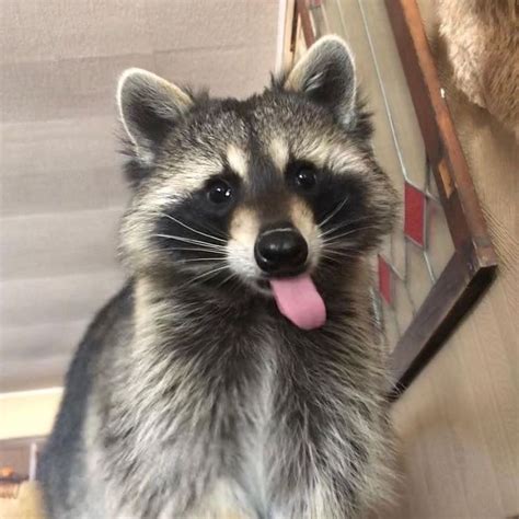 This Online Group Shares The Funniest Raccoon Photos Bored Panda Arnoticiastv