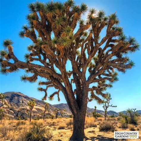 Joshua Tree Yucca Plants High Country Gardens Landscaping Plants