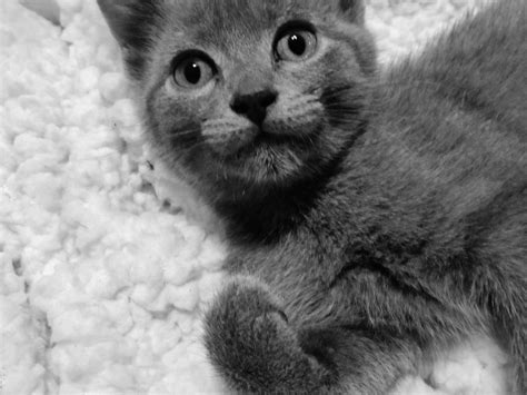 Gray Kitten By Lightnight99 On Deviantart