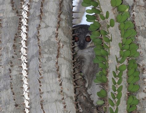Sportive Lemur In Cactus Island Of Madagascar Off The