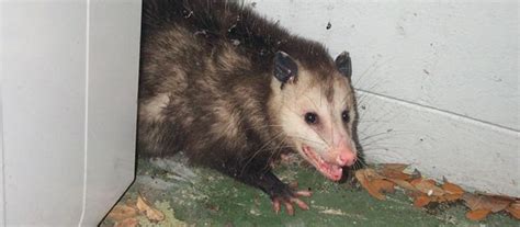 How To Remove Opossums From Under The Shed Or Porch In 2023 Opossum