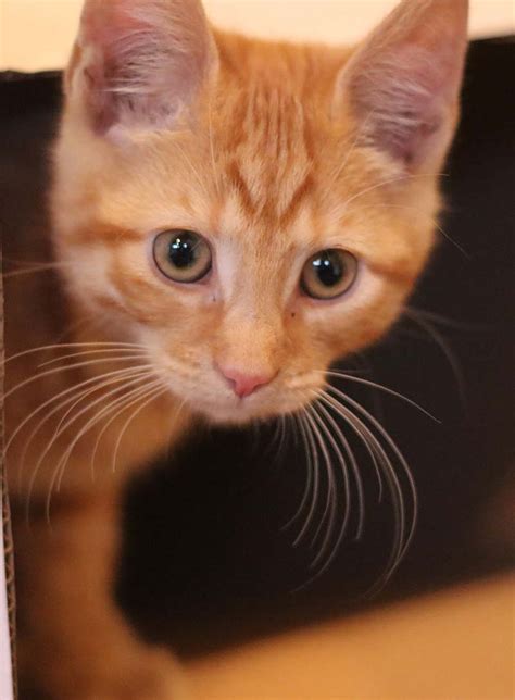 Fluffy Orange Kittens Green Eyes