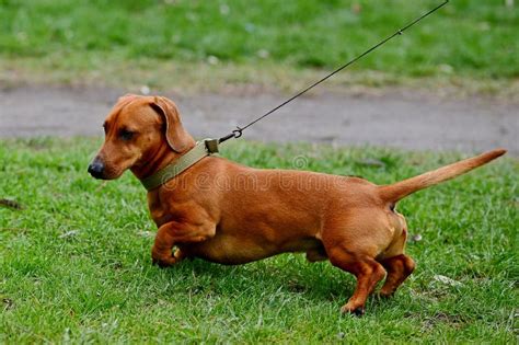 Portrait Of A Brown Dachshund Dog In A Park Stock Image Image Of