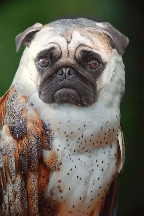 Owls Dogs Dowls