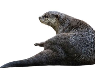 Sea Otter Animal Facts | Enhydra Lutris | AZ Animals