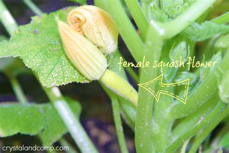 The female flowers are easy to identify by looking for a tiny squash below the blossoms. Organic Garden: Female Squash and Male Squash (Who Knew ...