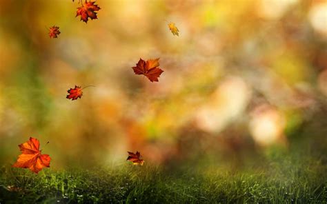 Falling Leaves Screensavers Free Download Fall Wallpaper Screensavers